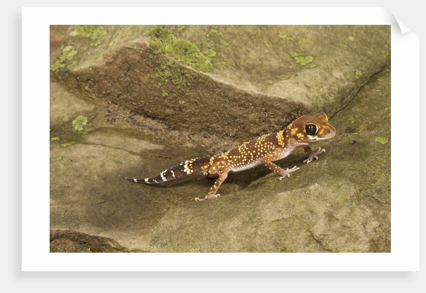 Thick-Tailed Gecko by Anonymous