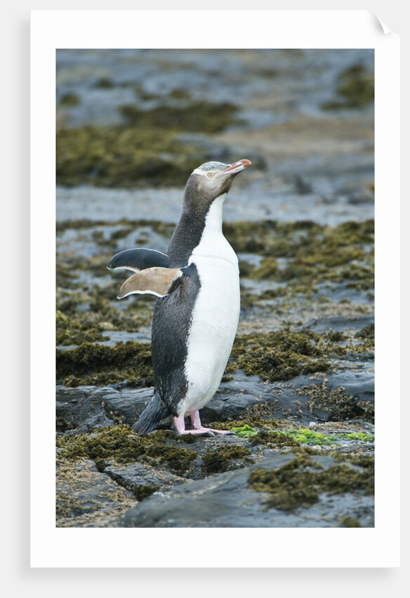 Megadyptes antipodes by Anonymous