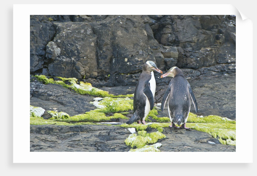 Megadyptes antipodes by Anonymous