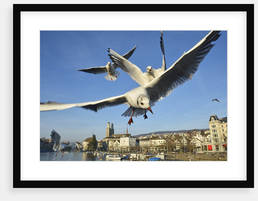 Seagulls over the city of Zurich, Switzerland by Anonymous