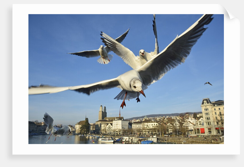 Seagulls over the city of Zurich, Switzerland by Anonymous