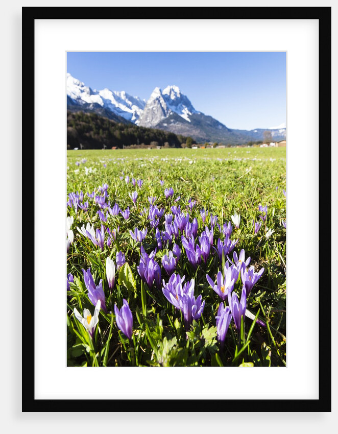 Spring Crocus by Anonymous