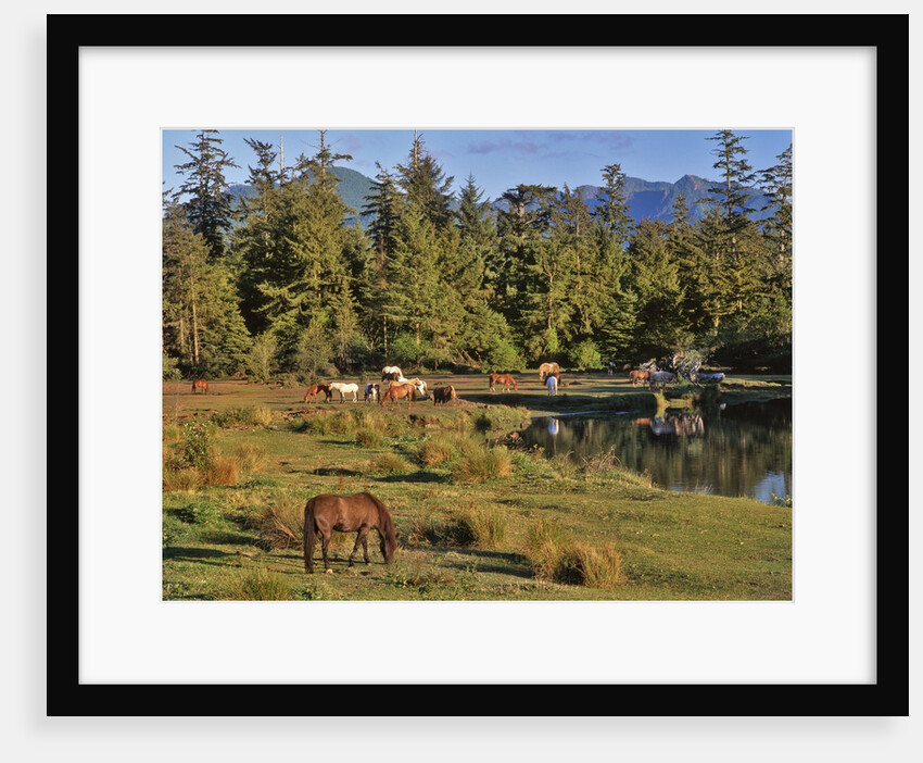 Horses in meadow by Anonymous