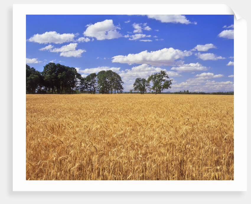 Wheat field and oak trees by Anonymous