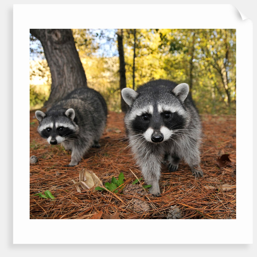 Curious raccoons by Anonymous
