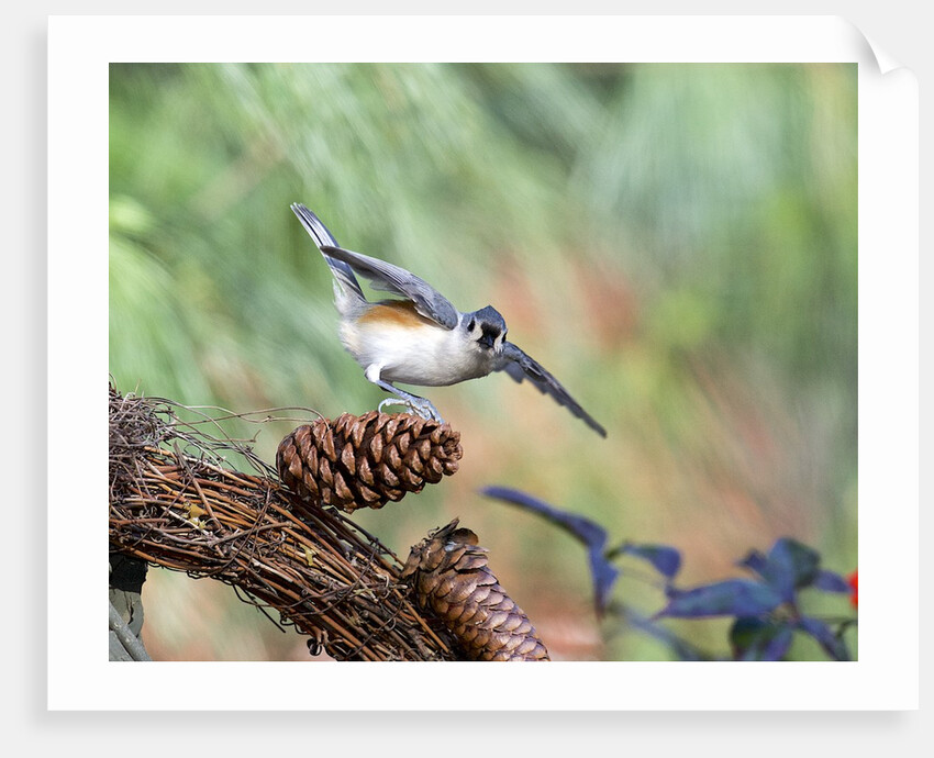 Tufted-Titmouse by Anonymous
