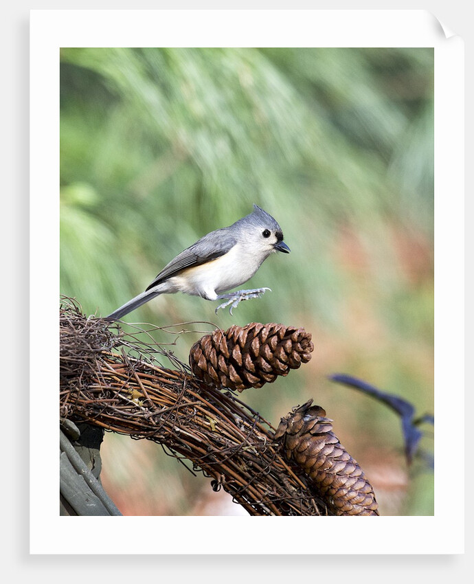 Tufted-Titmouse by Anonymous