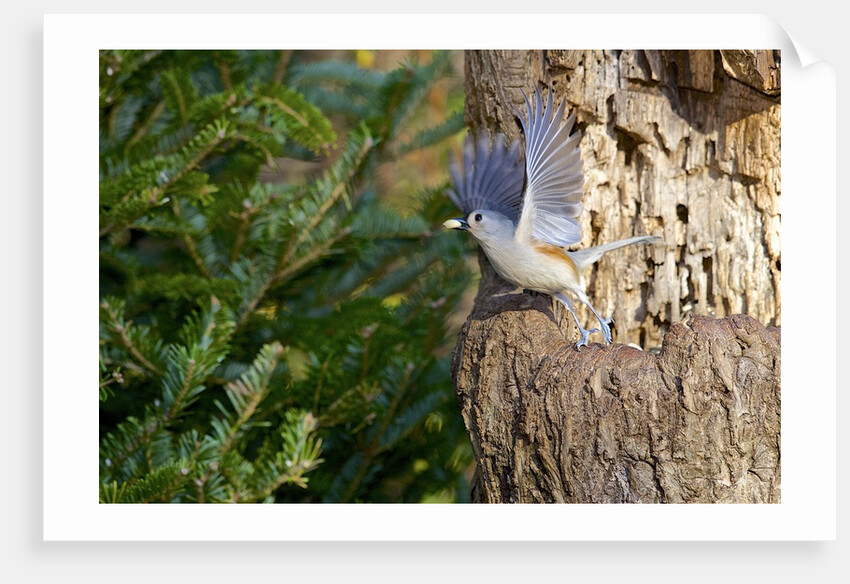 Tufted-Titmouse by Anonymous