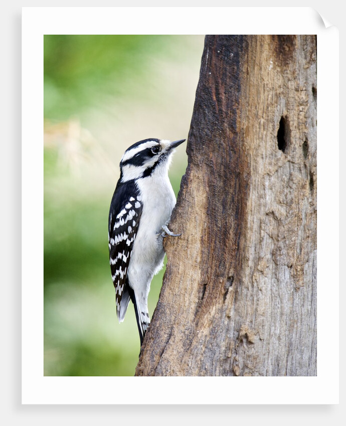 Downy Woodpecker by Anonymous