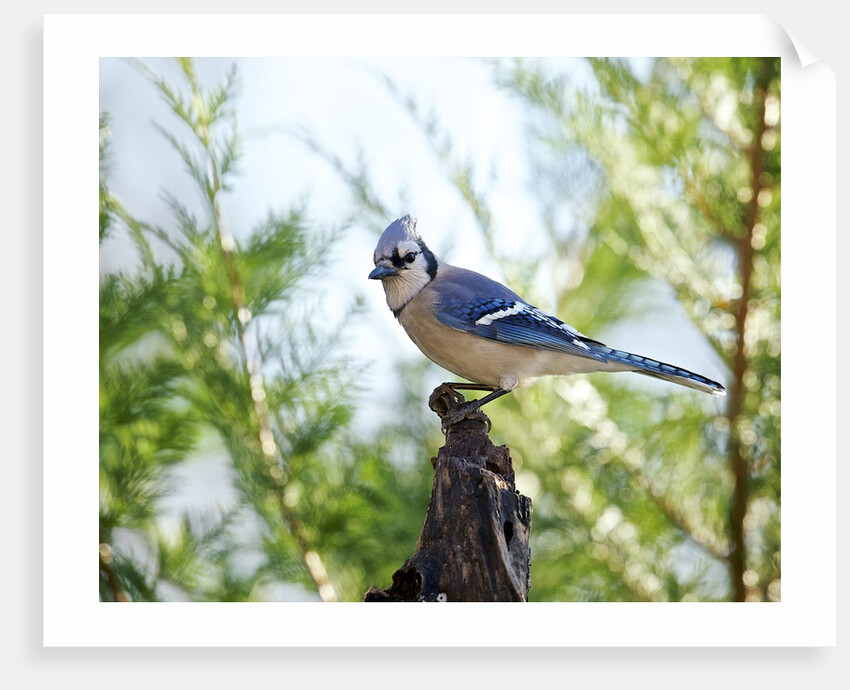 Blue Jay by Anonymous
