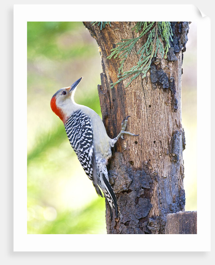 Red-beilled Woodpecker by Anonymous