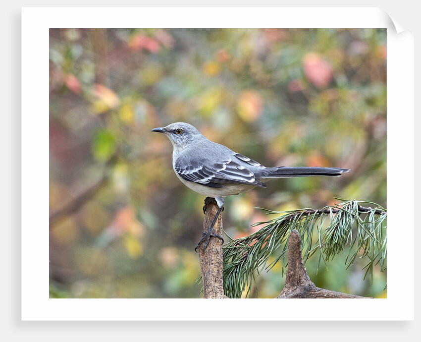 Northern Mockingbird by Anonymous