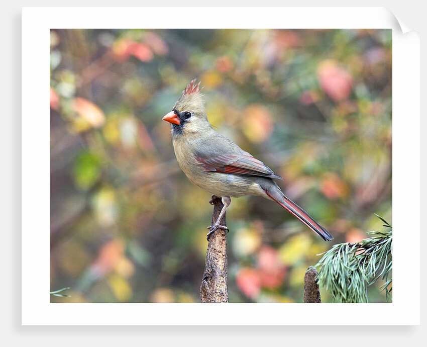 Northern Cardinal by Anonymous
