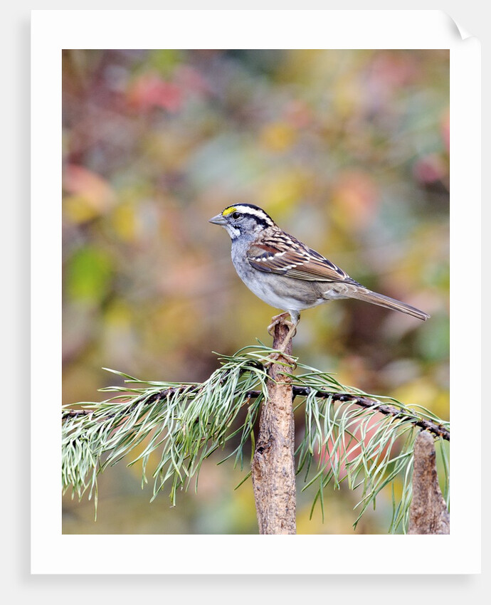 White-throated Sparrow by Anonymous