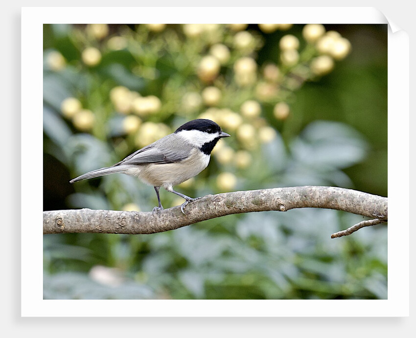 Carolina Chickadee by Anonymous