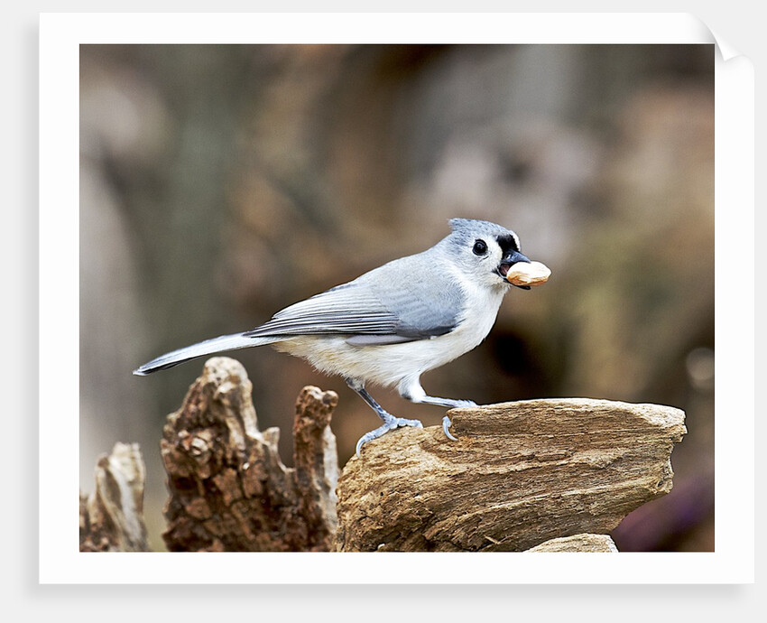 Tufted-Titmouse by Anonymous