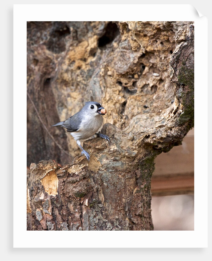 Tufted-Titmouse by Anonymous