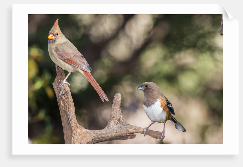 Northern Cardinal & Rufous Towhee (female) by Anonymous