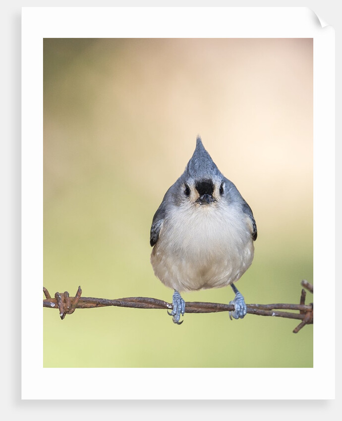 Tufted Titmouse by Anonymous