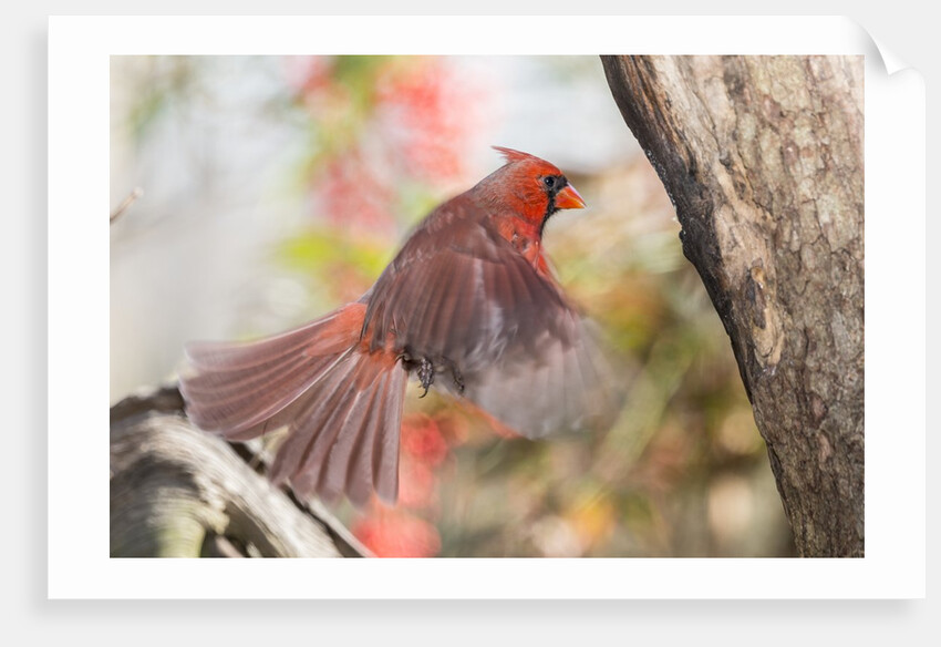Northern Cardinal by Anonymous