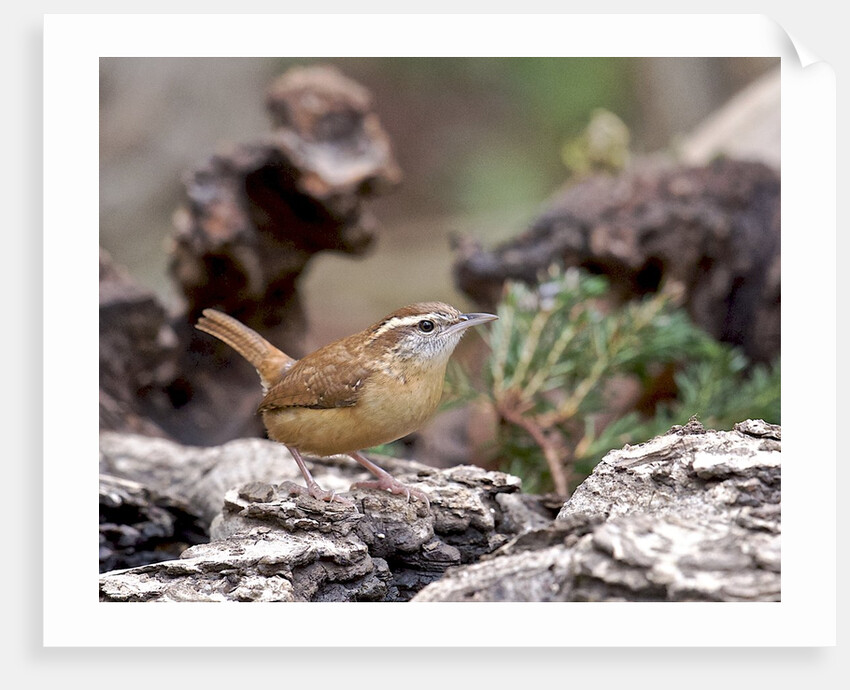 Carolina Wren by Anonymous