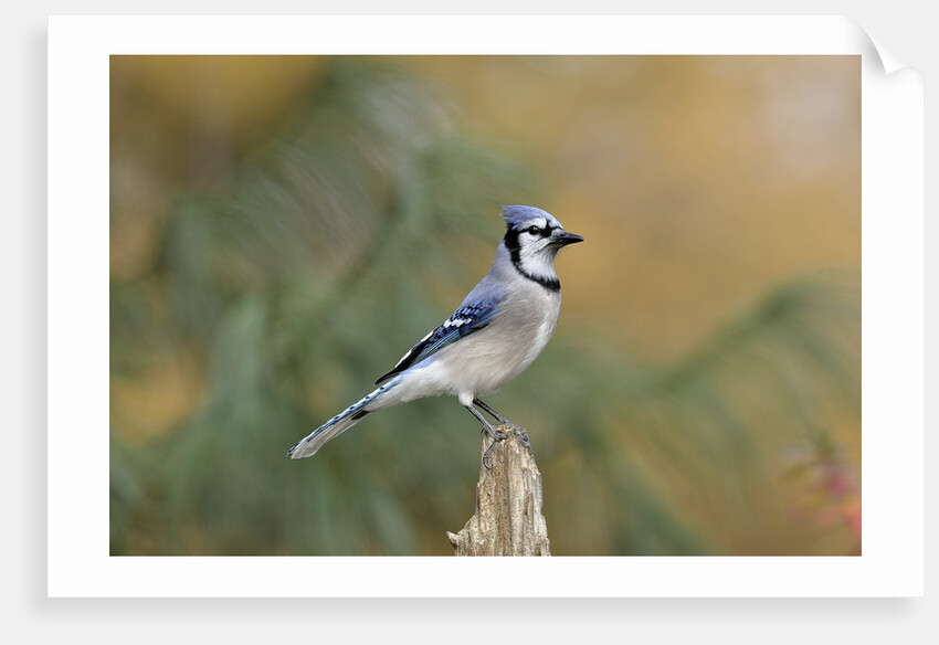 Blue Jay by Anonymous