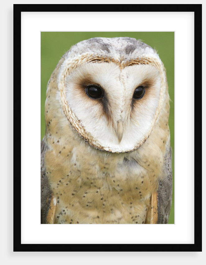 Barn Owl close-up by Anonymous