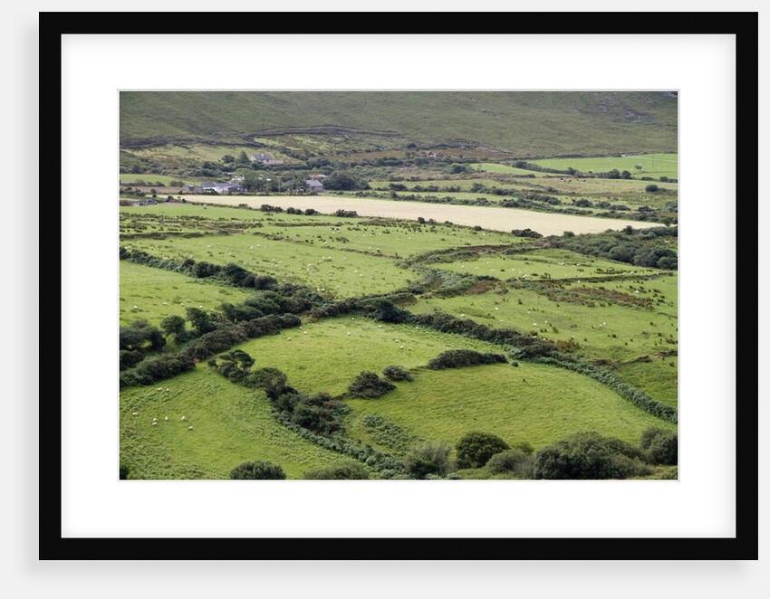 Sheep graze on the Dingle Peninsula by Anonymous