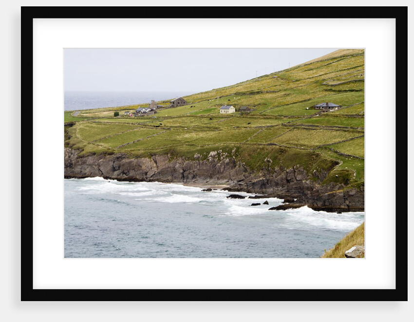 Animals graze alongside the Atlantic Ocean by Anonymous