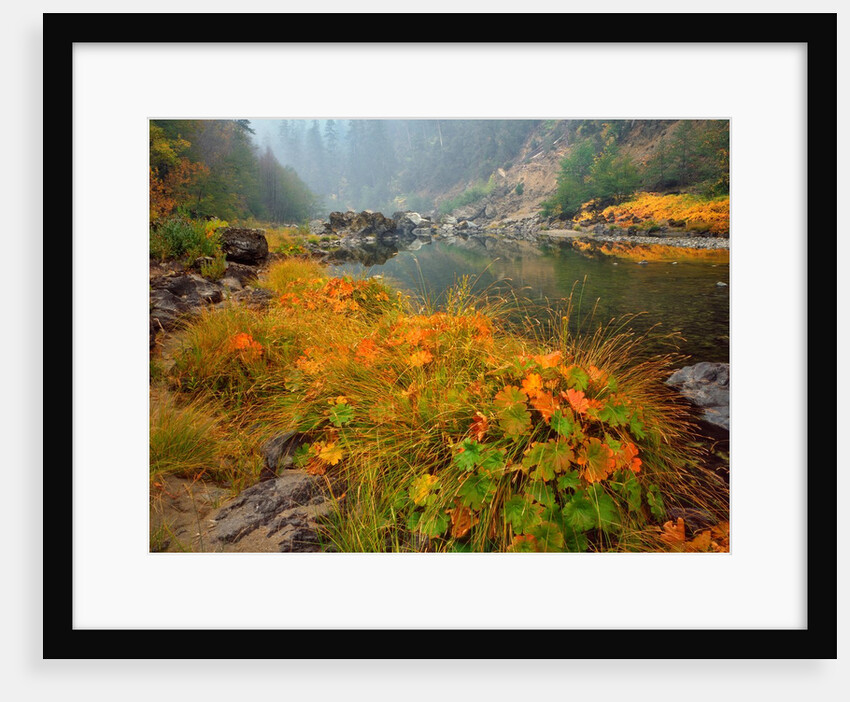 Indian rhubarb in fall color along the Wild & Scenic Illinois River in Siskiyou National Forest, Oregon by Anonymous
