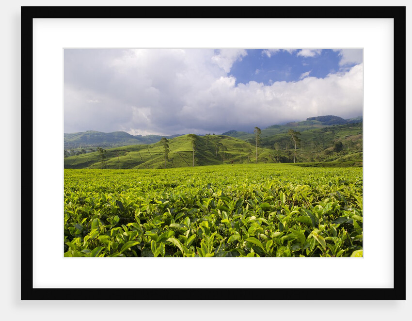 Panorama of tea plantation in West Java by Anonymous