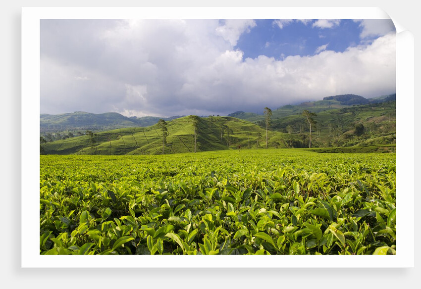 Panorama of tea plantation in West Java by Anonymous