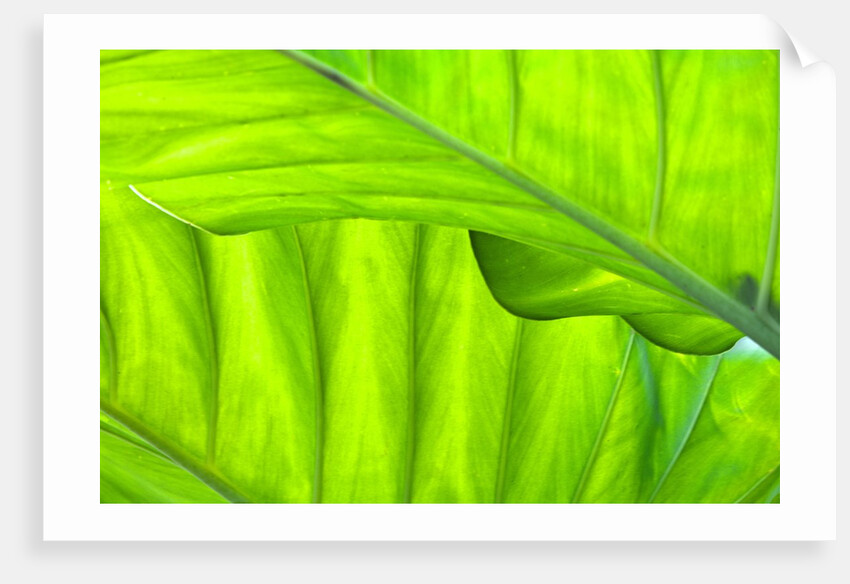Tropical Gardens with philodendrons by Anonymous