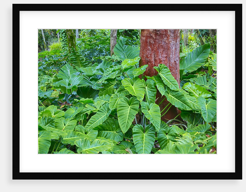 Philodendrons Growing in Forest by Anonymous
