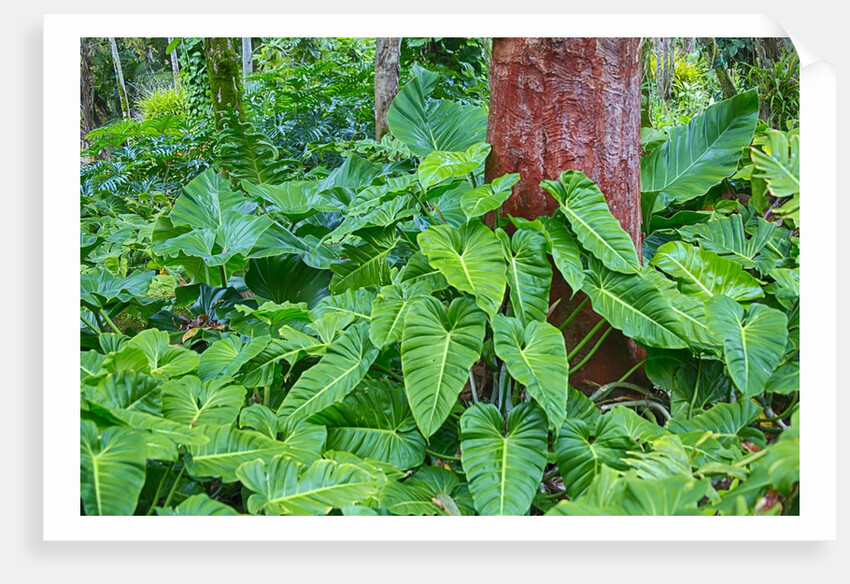 Philodendrons Growing in Forest by Anonymous