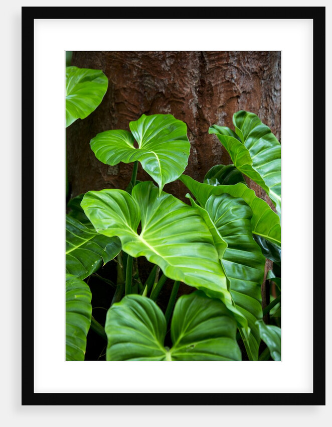 Philodendrons Growing in Forest by Anonymous