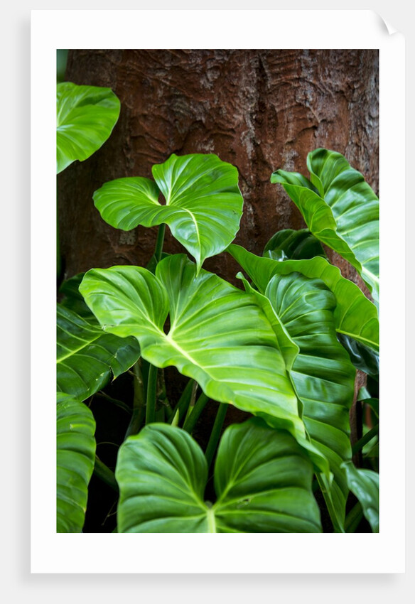 Philodendrons Growing in Forest by Anonymous