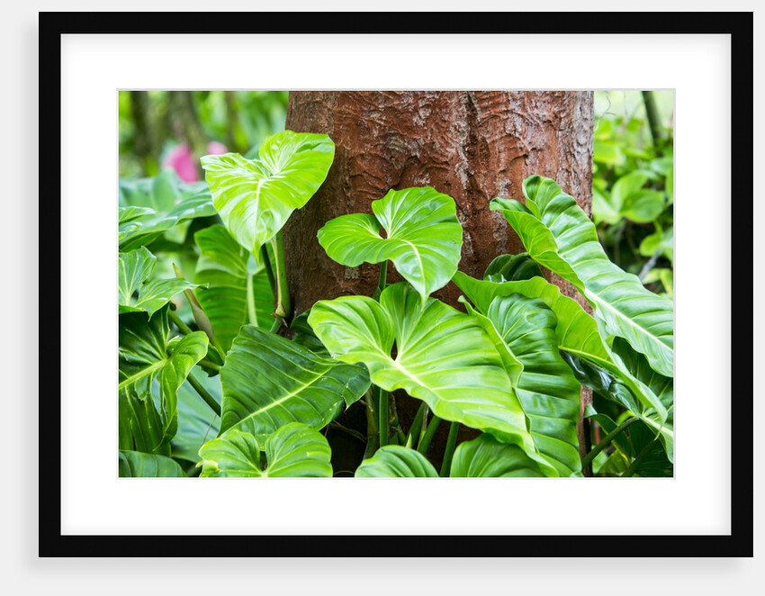 Philodendrons Growing in Forest by Anonymous