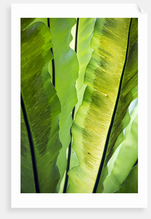 Tropical Gardens with philodendrons by Anonymous
