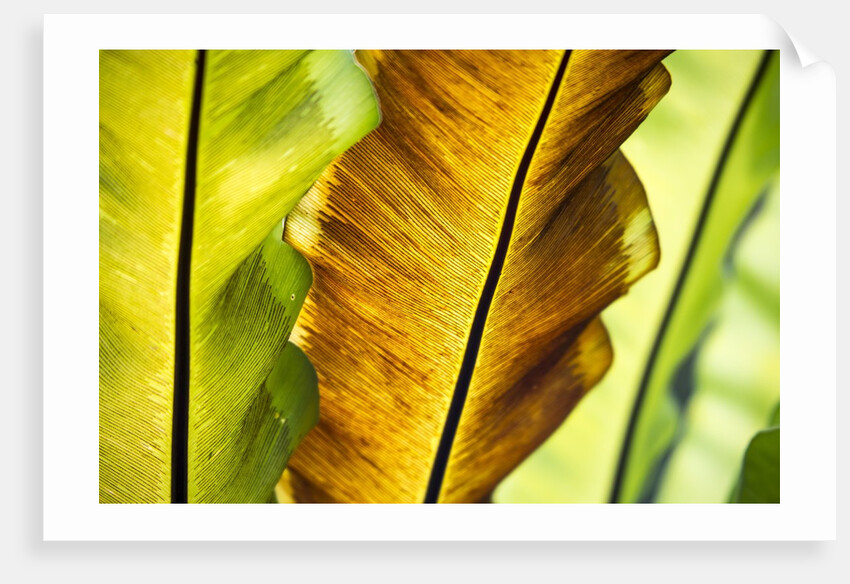 Tropical Gardens with philodendrons by Anonymous
