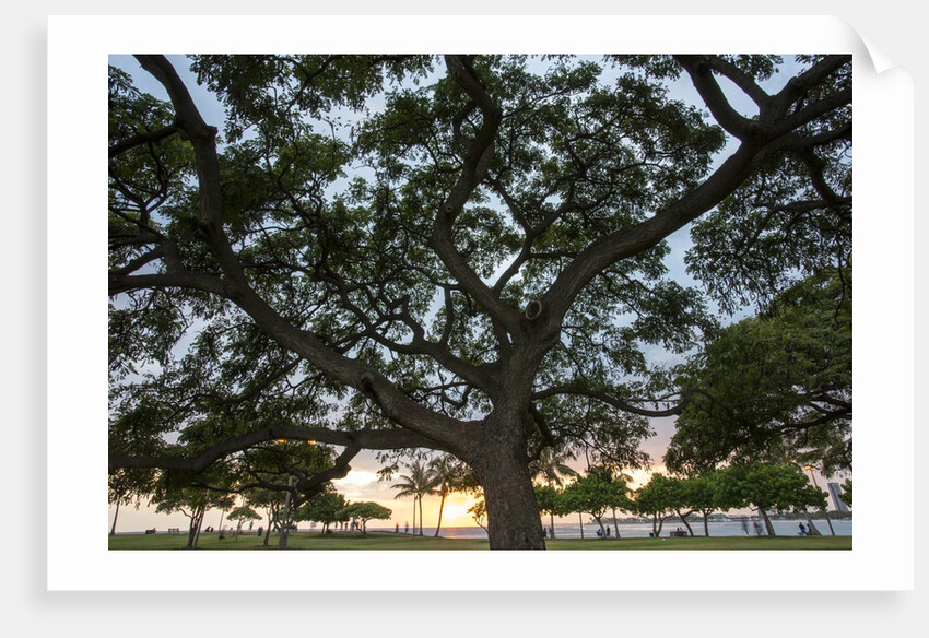 Tree at Sunset with Red glow by Anonymous