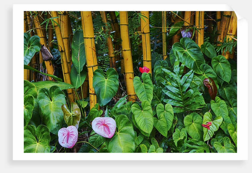 Garden on the Island of Maui with Pink Anthurium, Yellow Bamboo, and Philodendron Plants by Anonymous