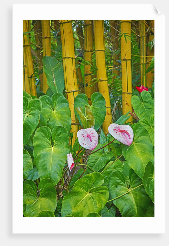 Garden on the Island of Maui with Pink Anthurium, Yellow Bamboo, and Philodendron Plants by Anonymous
