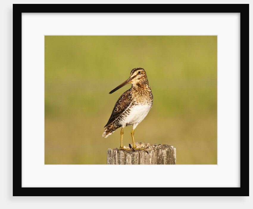 Wilson's Sniper looking for food in the Camas Prairie by Anonymous