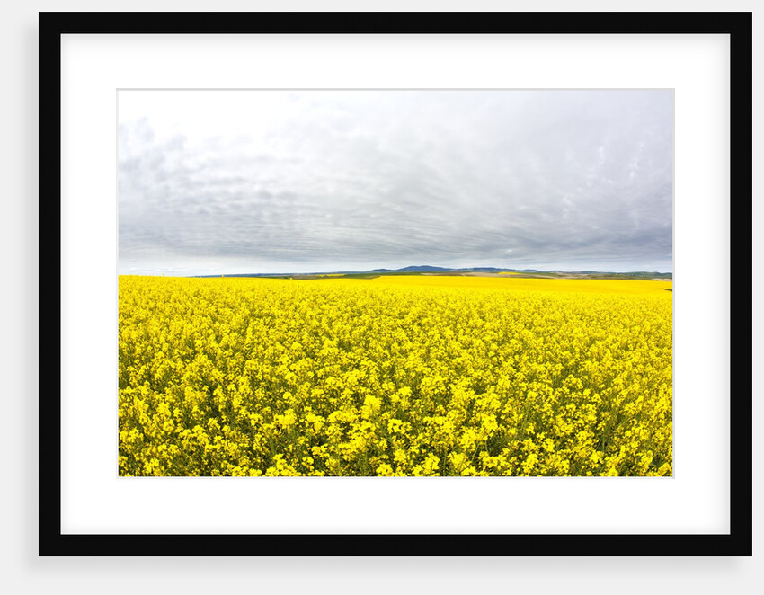 Canola Field in Full Fresh Bloom by Anonymous