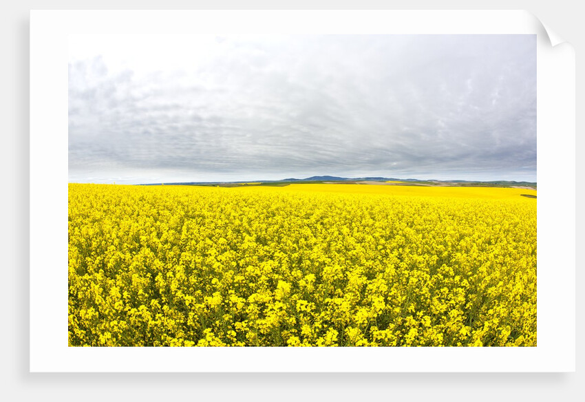 Canola Field in Full Fresh Bloom by Anonymous