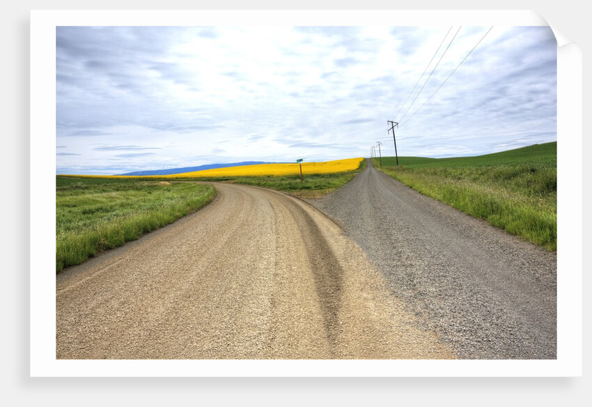 Fork in Country Back Road with Canola and Wheat Fields by Anonymous