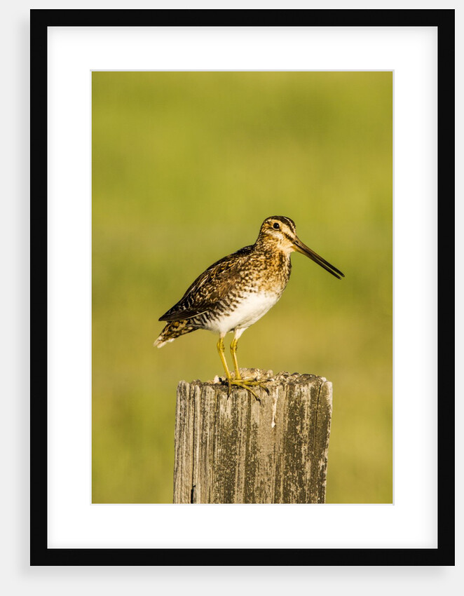 Wilson's Sniper looking for food in the Camas Prairie by Anonymous