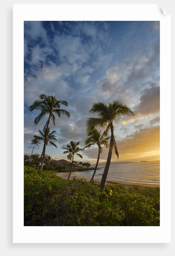 Sunset on Southern Maui Beach with Palm Trees by Anonymous