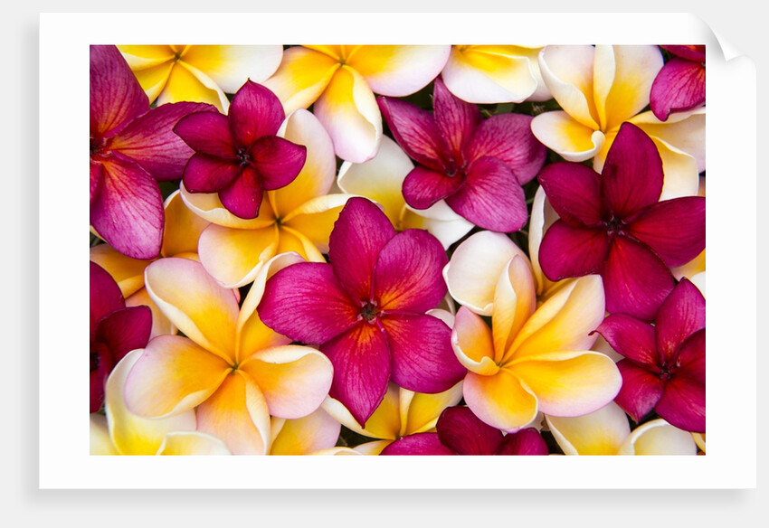 Plumeria in mass display by Anonymous
